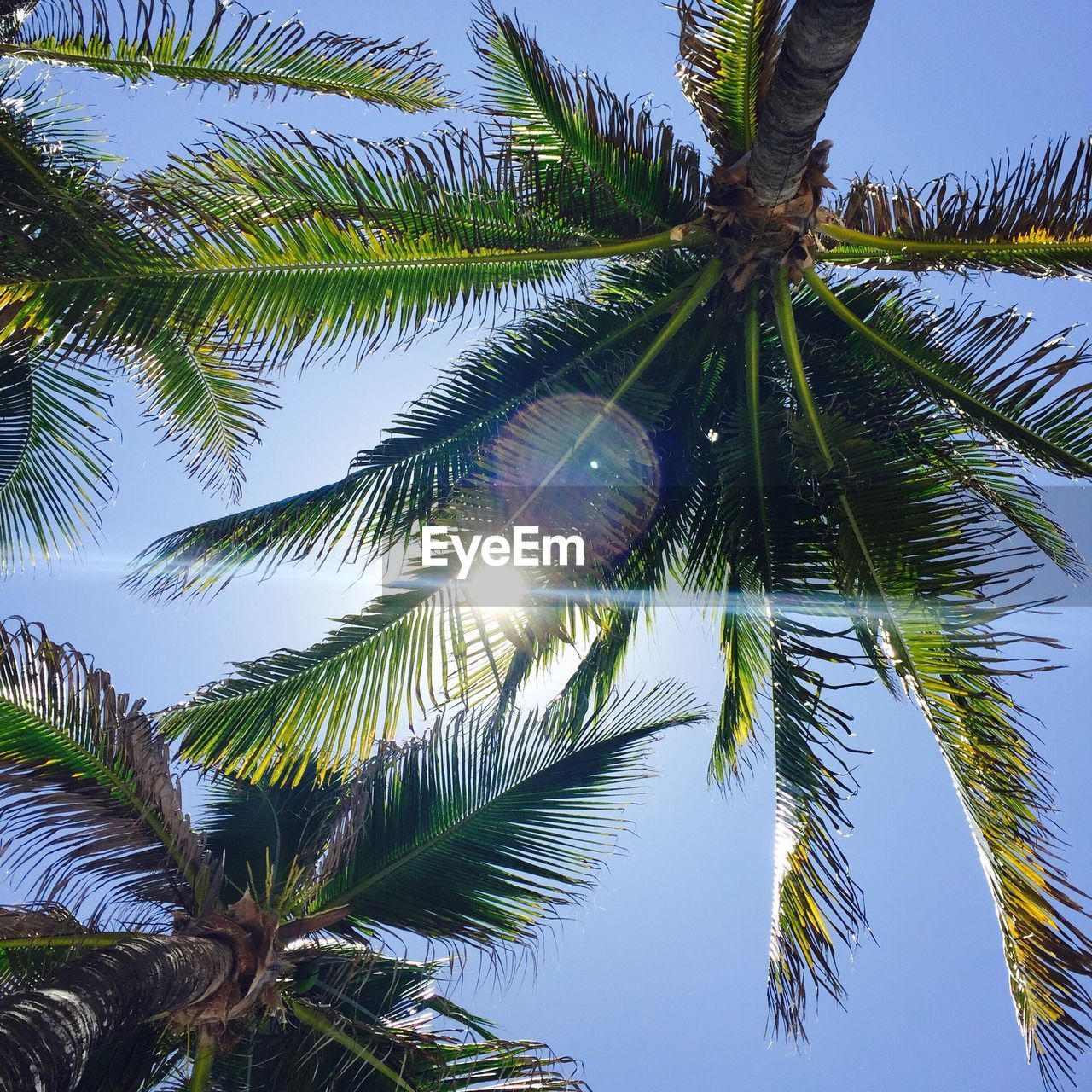 Low angle view of palm trees against sky