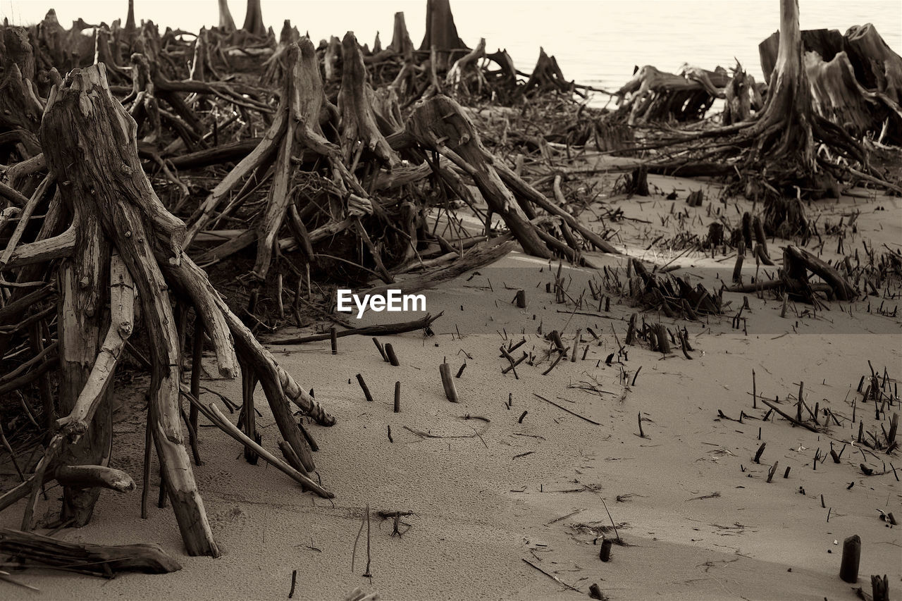 Damaged trees at beach