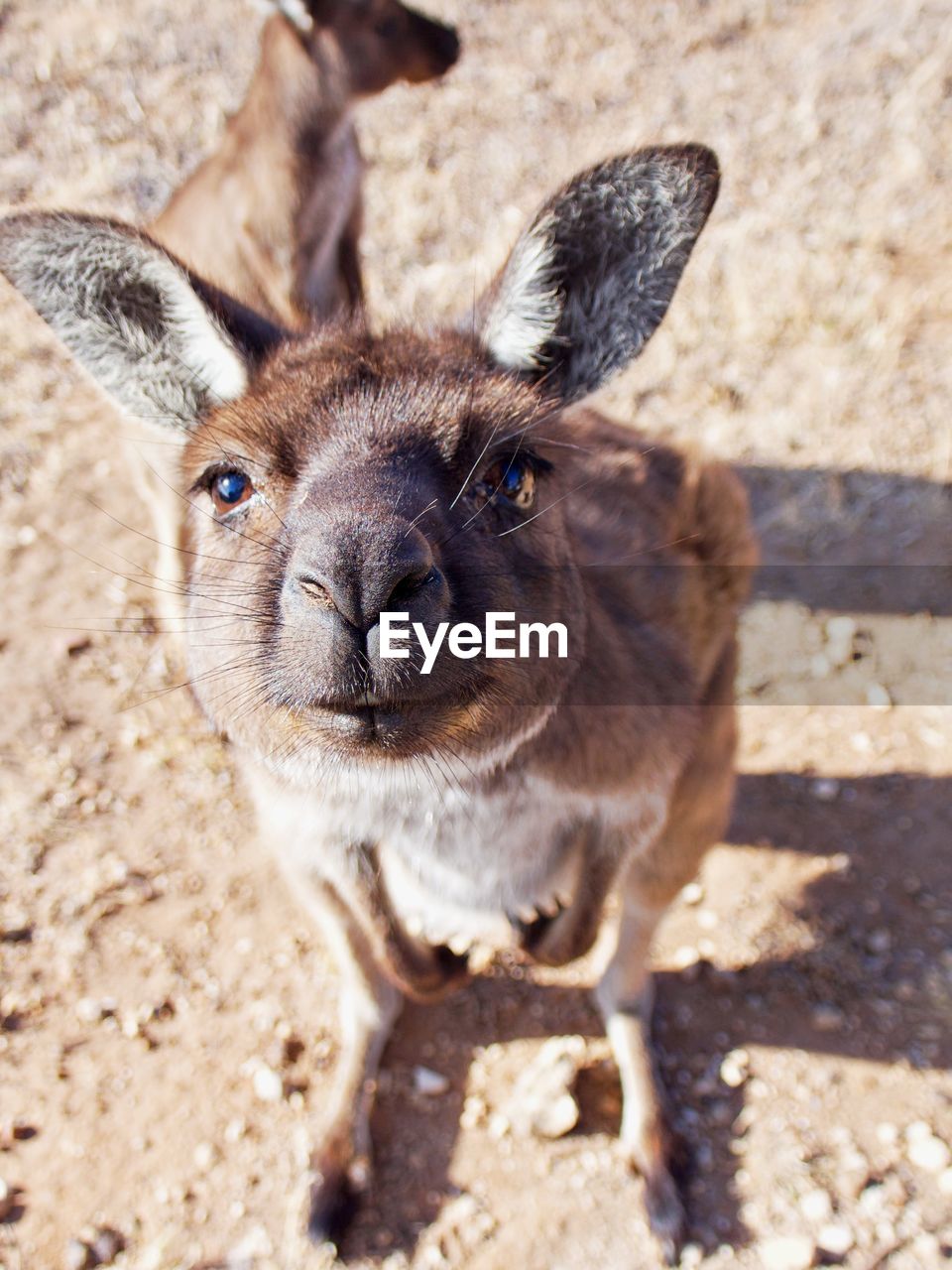 Close-up portrait of kangaroo