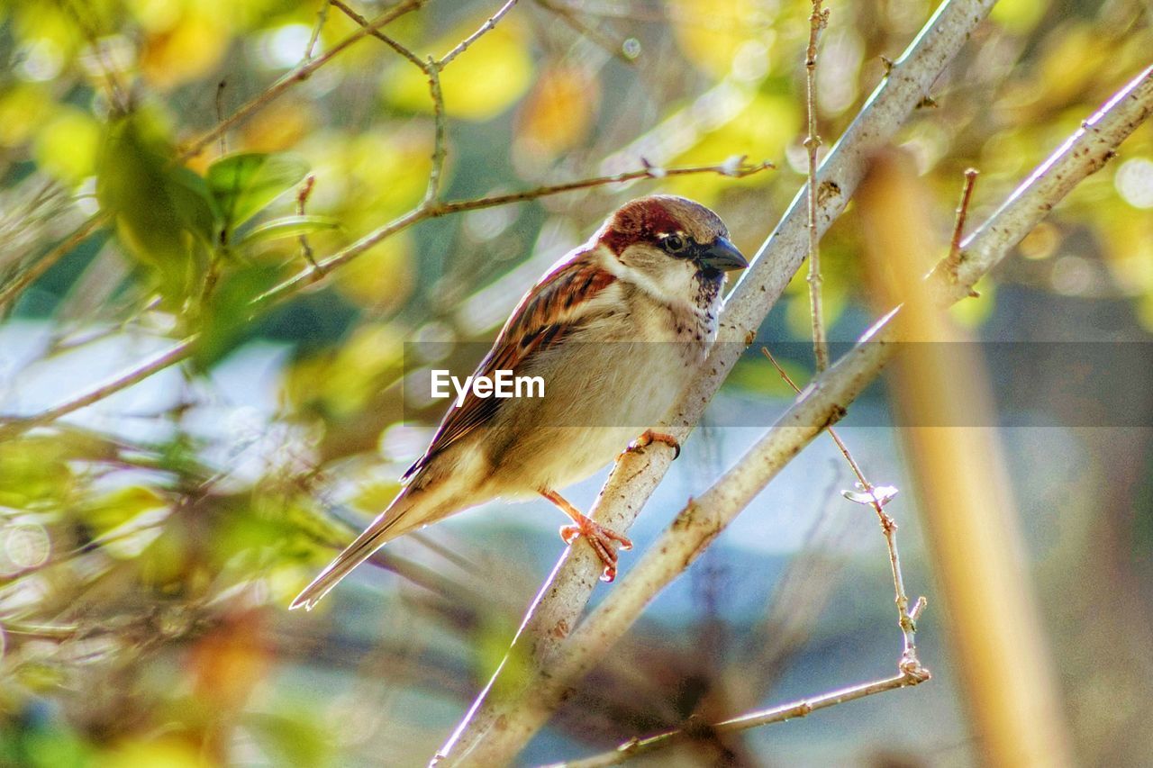 Close-up of sparrow perching on tree