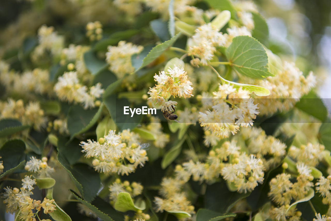 CLOSE-UP OF WHITE FLOWERING PLANTS