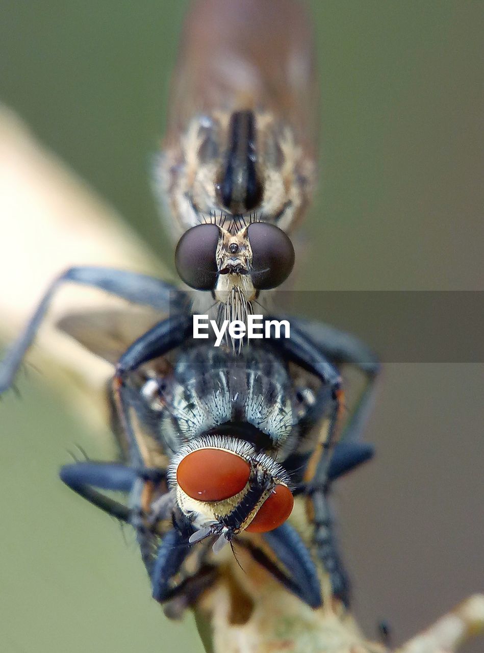 CLOSE-UP OF HOUSEFLY