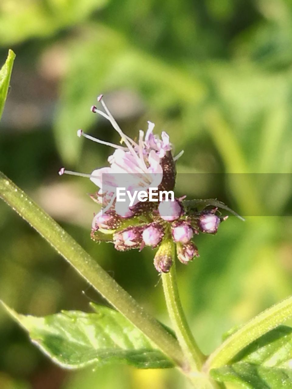 CLOSE-UP OF INSECT ON FLOWERS