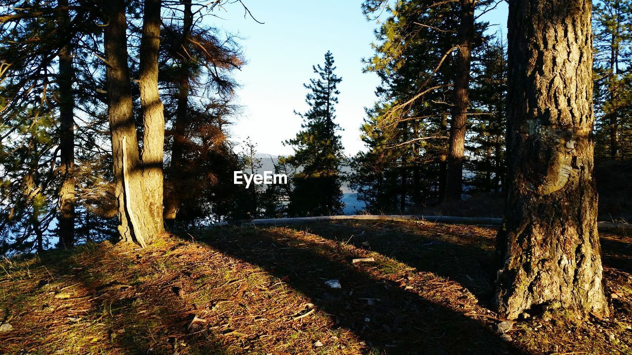 Trees growing on landscape