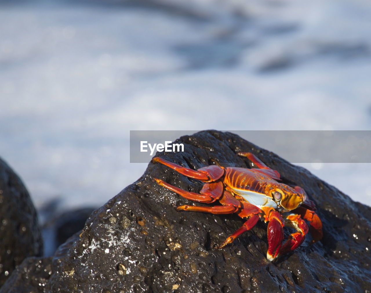 Closeup of a large red sally lightfoot crab grapsus grapsus resting on rocks galapagos islands. 