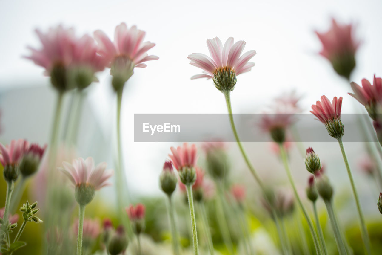 Close-up of pink flowering plants on field