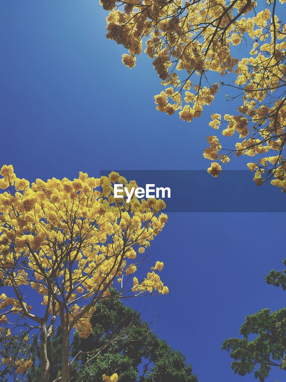 LOW ANGLE VIEW OF FLOWERING PLANT AGAINST CLEAR BLUE SKY