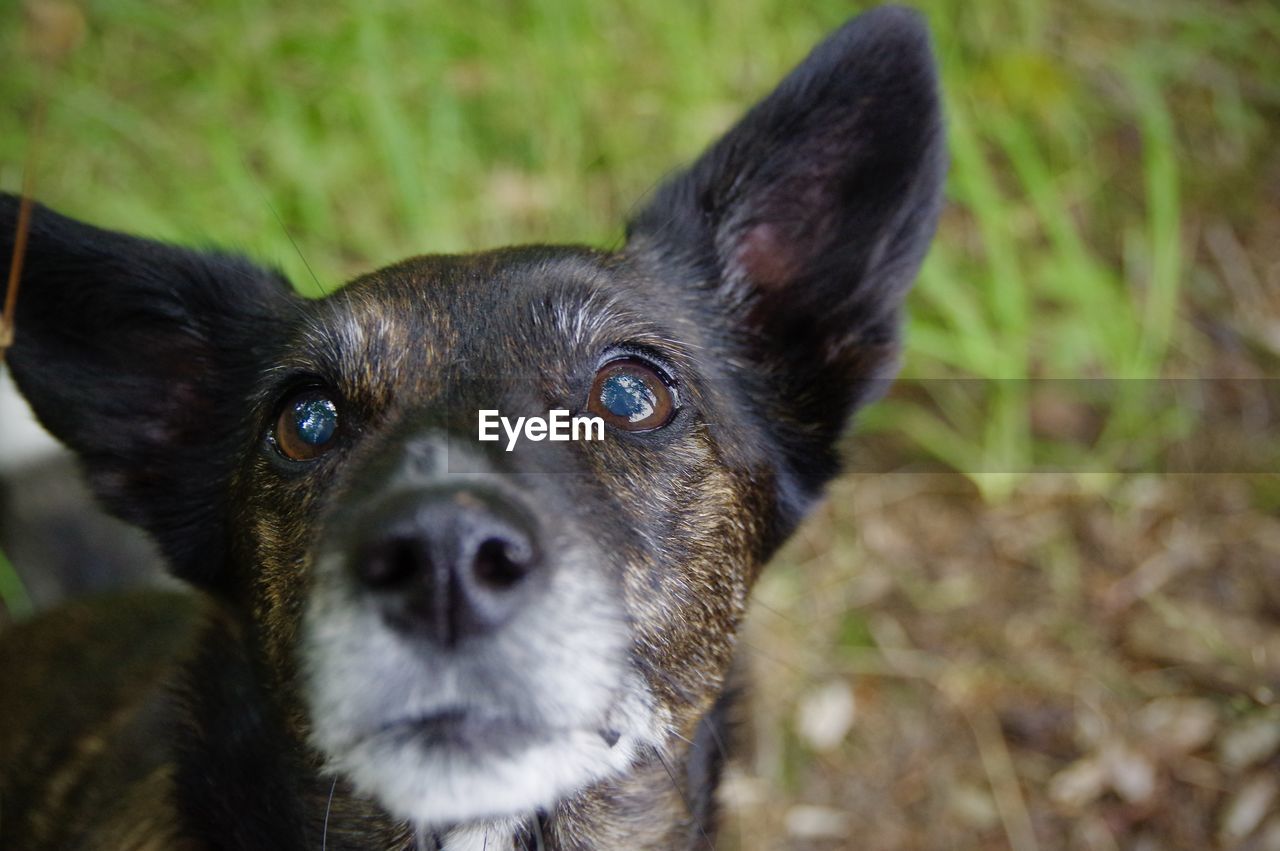 dog, animal themes, animal, one animal, pet, mammal, domestic animals, canine, portrait, puppy, looking at camera, australian cattle dog, animal body part, no people, close-up, focus on foreground, day, black, animal head, nature, outdoors, german shepherd