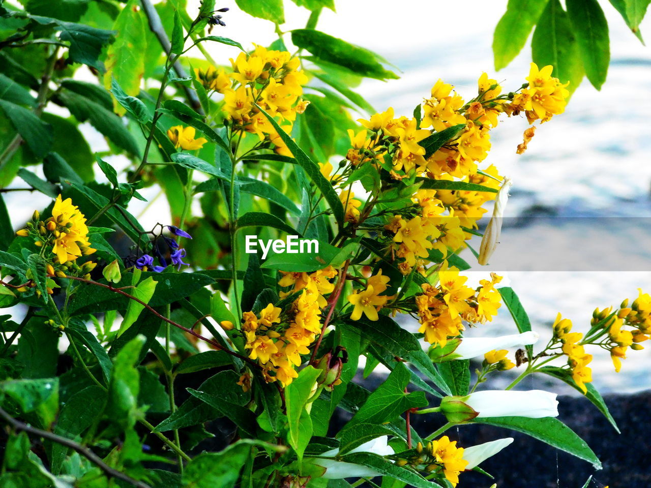 CLOSE-UP OF YELLOW FLOWERS