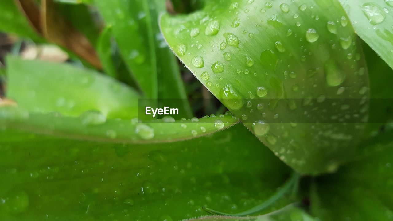 Close-up of raindrops on leaves