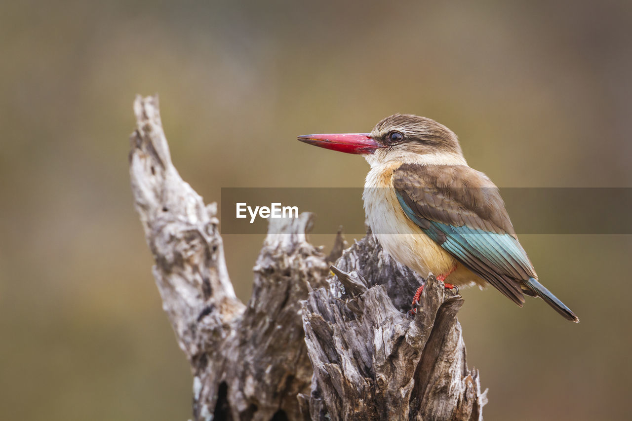 CLOSE-UP OF A BIRD PERCHING ON TREE