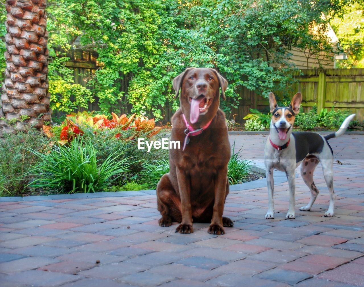 PORTRAIT OF DOG SITTING ON YARD