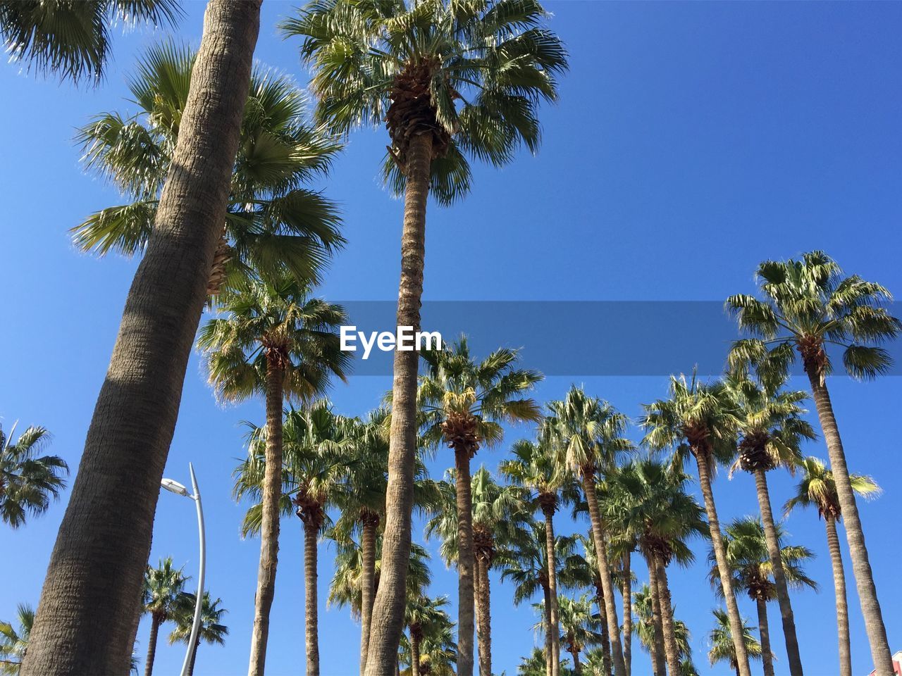 Low angle view of palm trees against blue sky