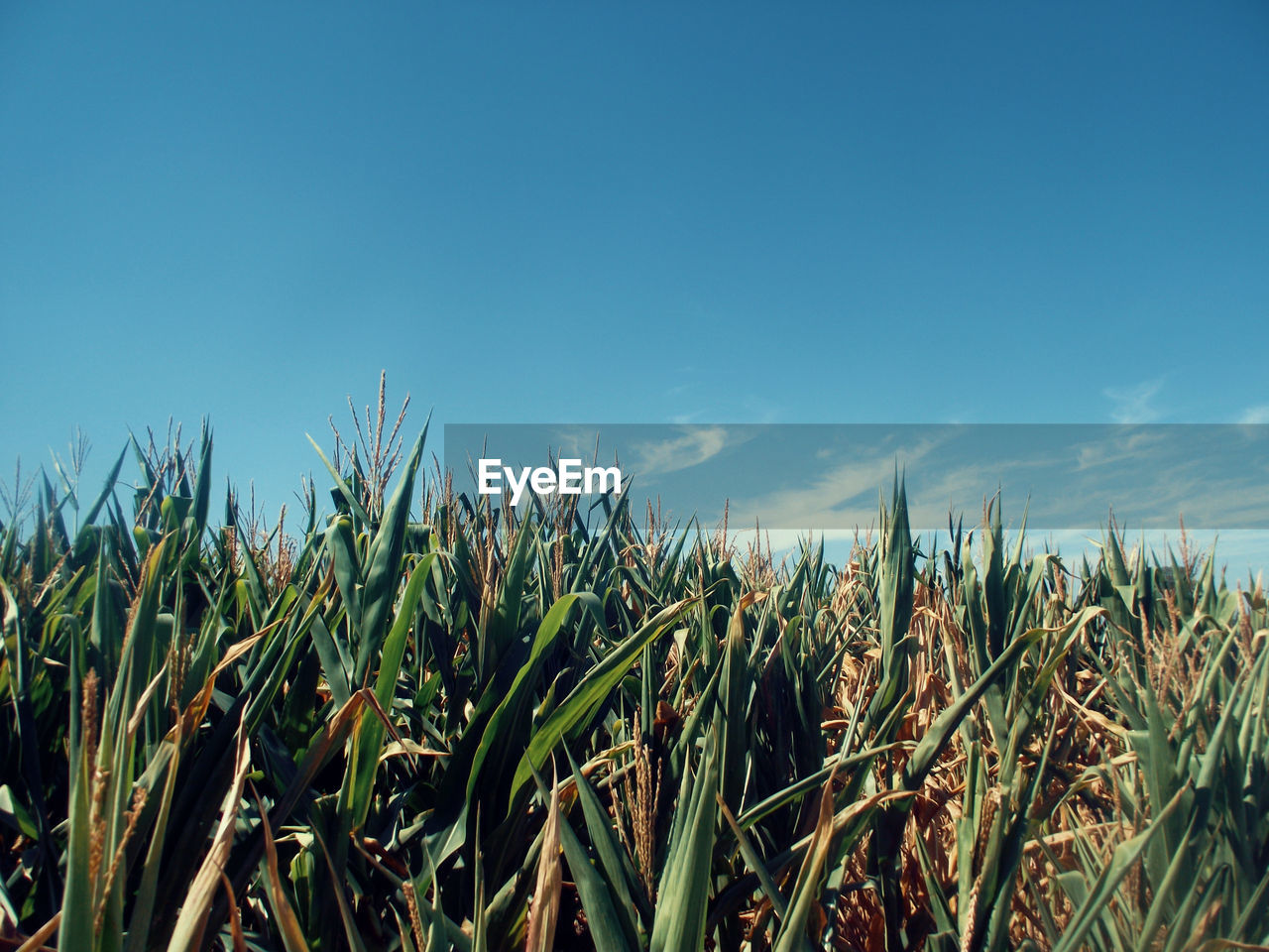 Plants growing on field against clear blue sky