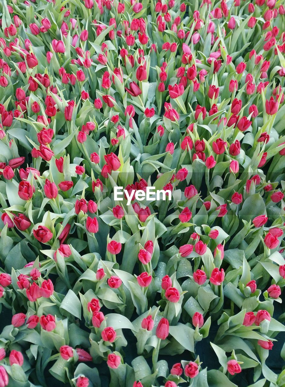Full frame of red tulip flowers in field