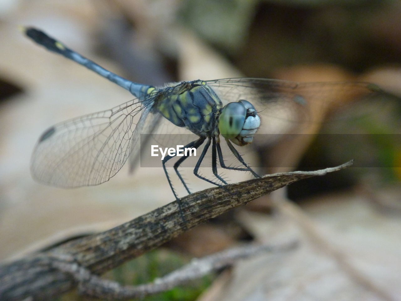 Close-up of dragonfly on leaf