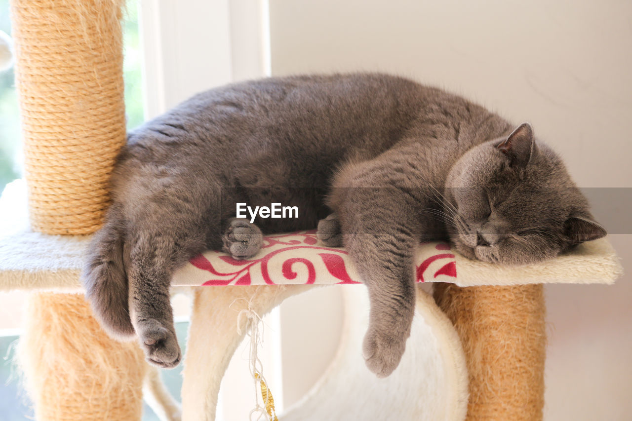 Close-up of a cat yawning