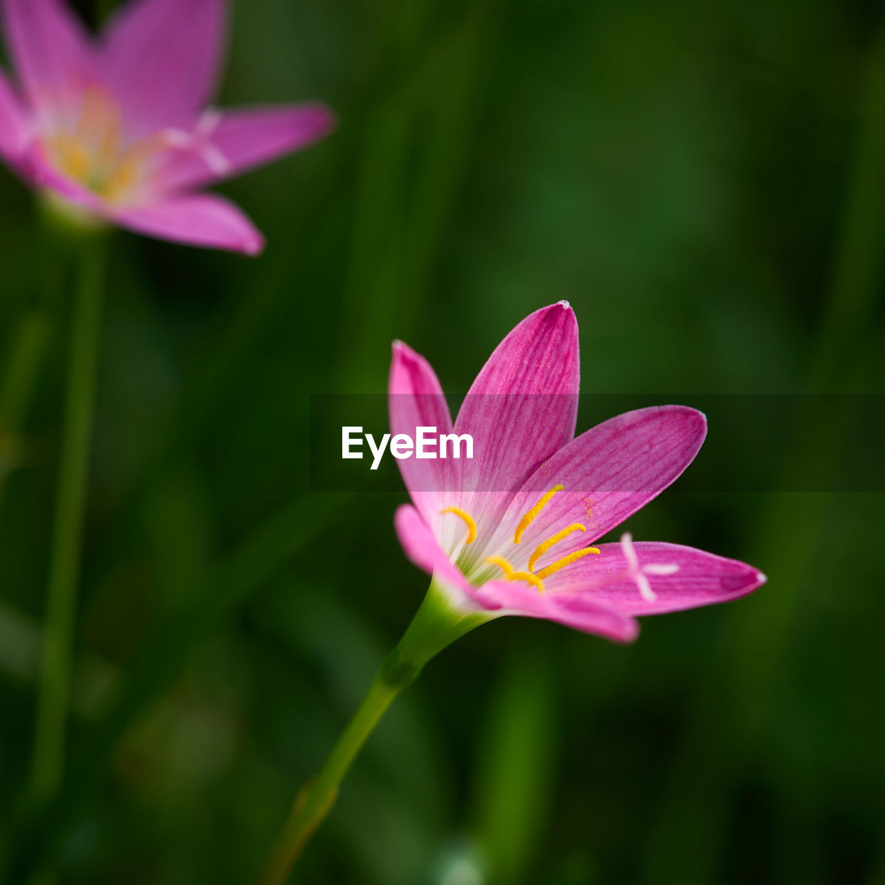 Close-up of pink water lily