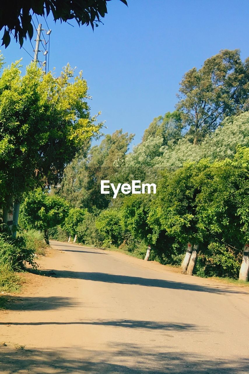 ROAD AMIDST TREES AGAINST SKY