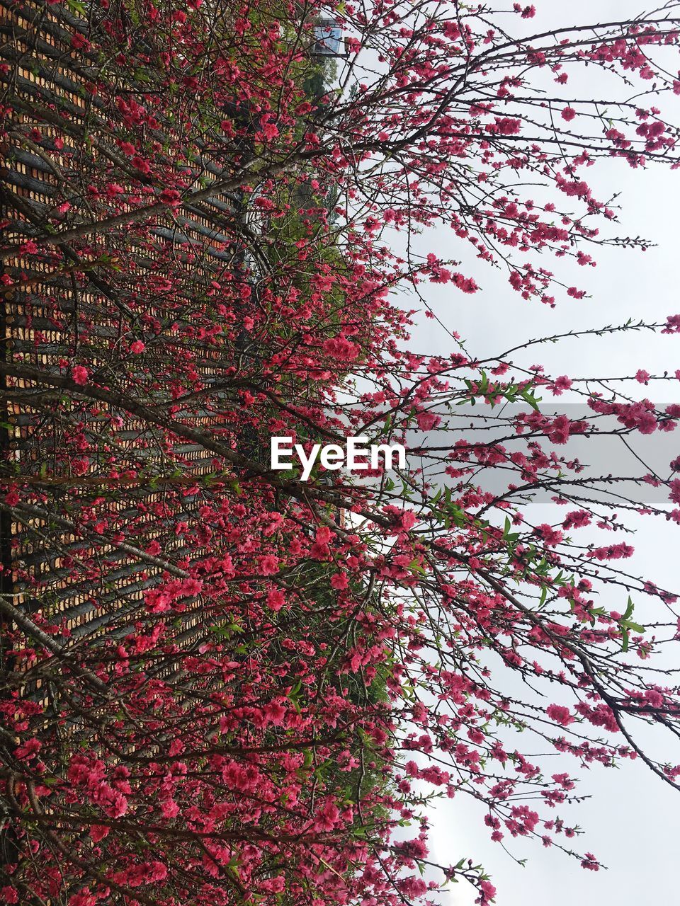 LOW ANGLE VIEW OF FLOWERING TREE