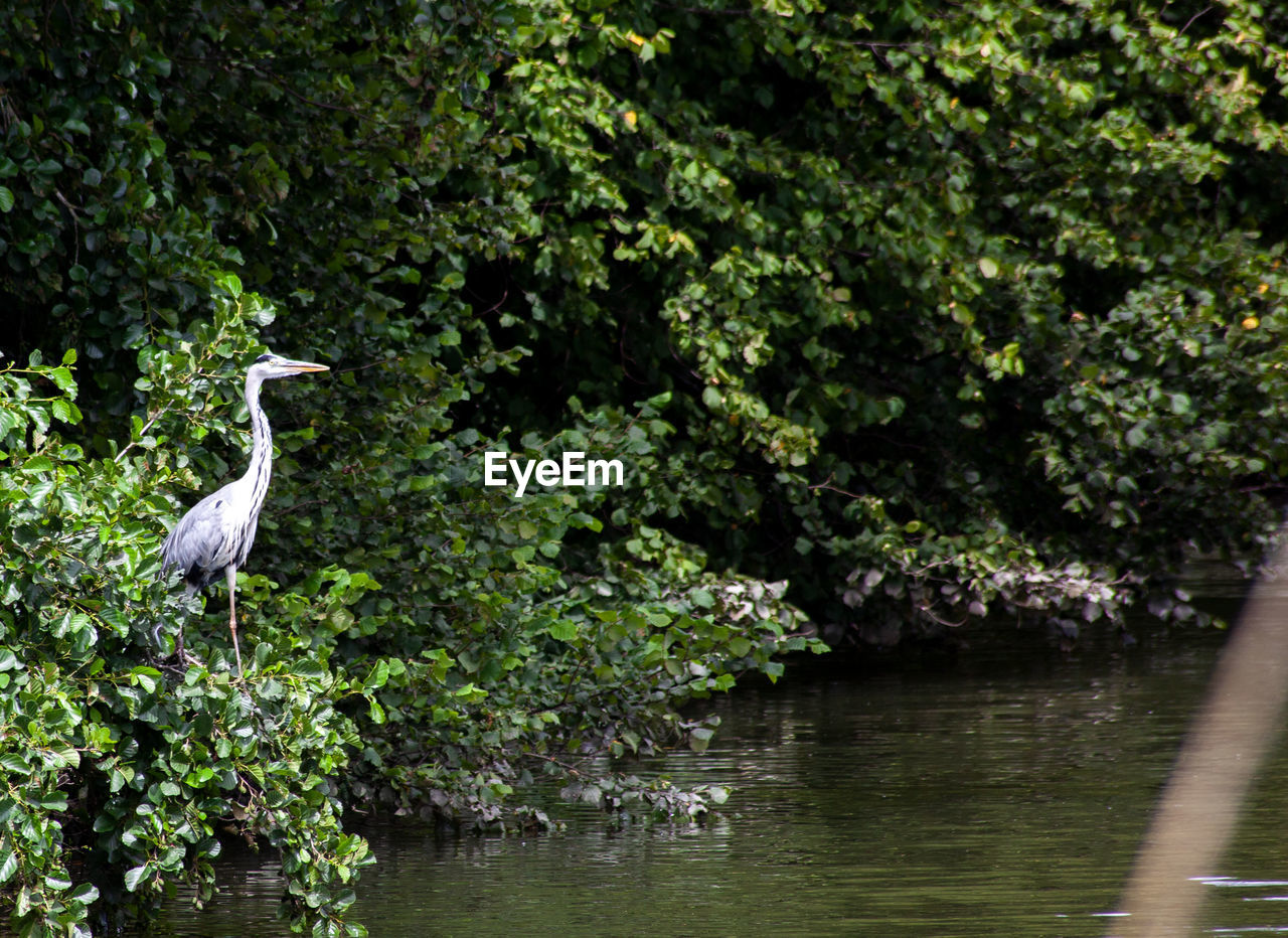 HIGH ANGLE VIEW OF GRAY HERON PERCHING ON A TREE