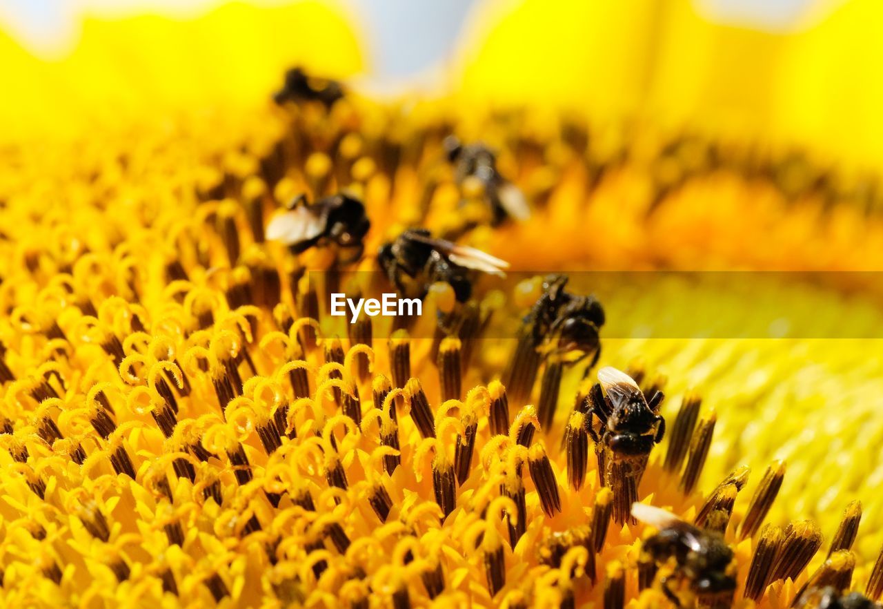 Walking on the stamens tip