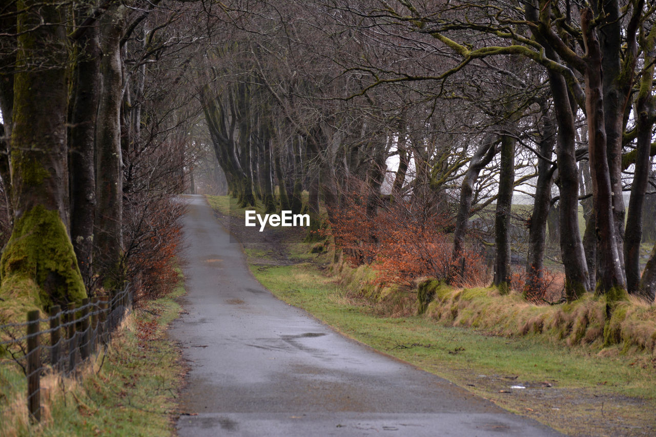 Road amidst trees in forest