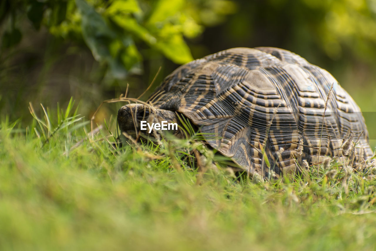 Close-up of a tortoise on grass