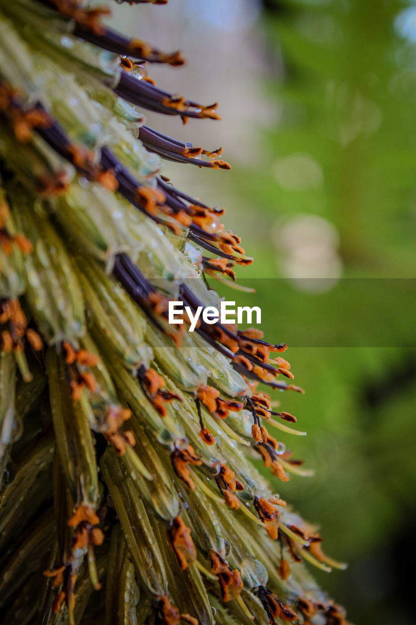 close-up of plant growing outdoors