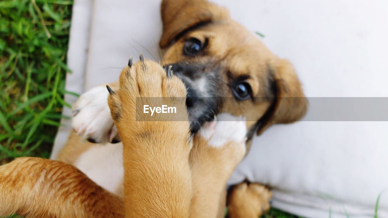 CLOSE-UP OF DOG IN MOUTH