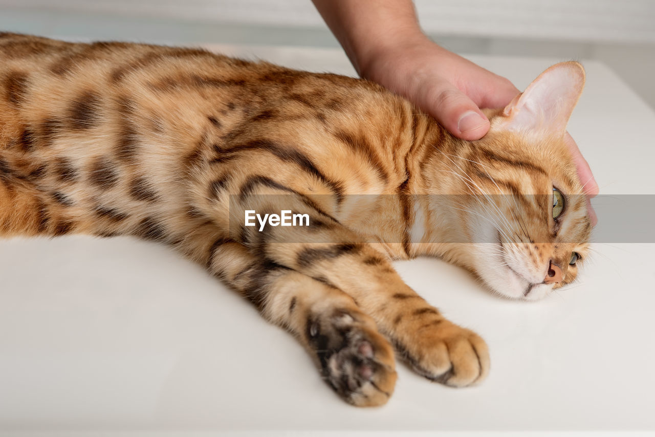 The owner affectionately strokes his bengal cat. love for pets.