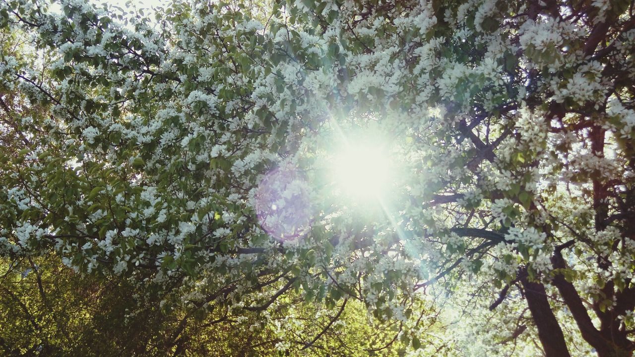 SUN SHINING THROUGH TREES