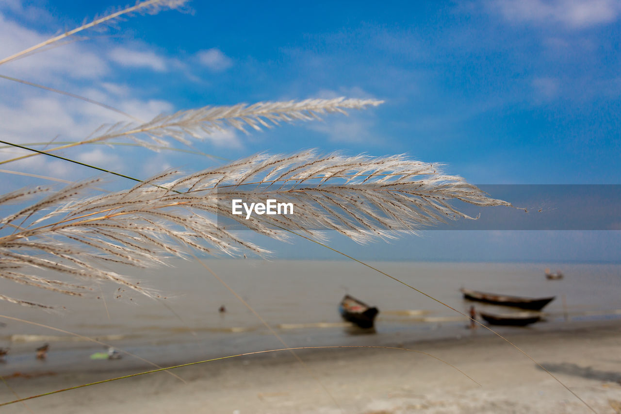FLOCK OF BIRDS ON BEACH