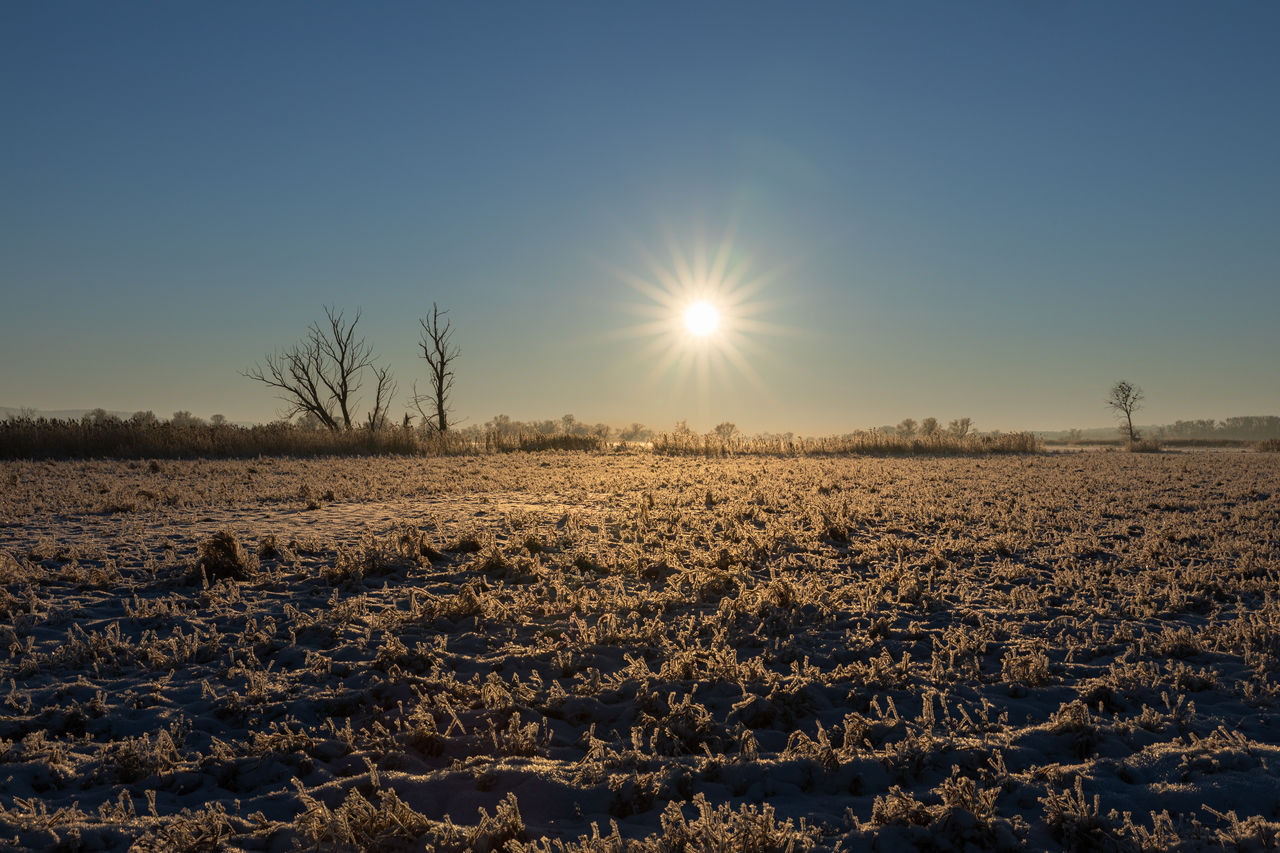 Sunset over grassland on a frosty winter day against bare trees, clear sky and sun