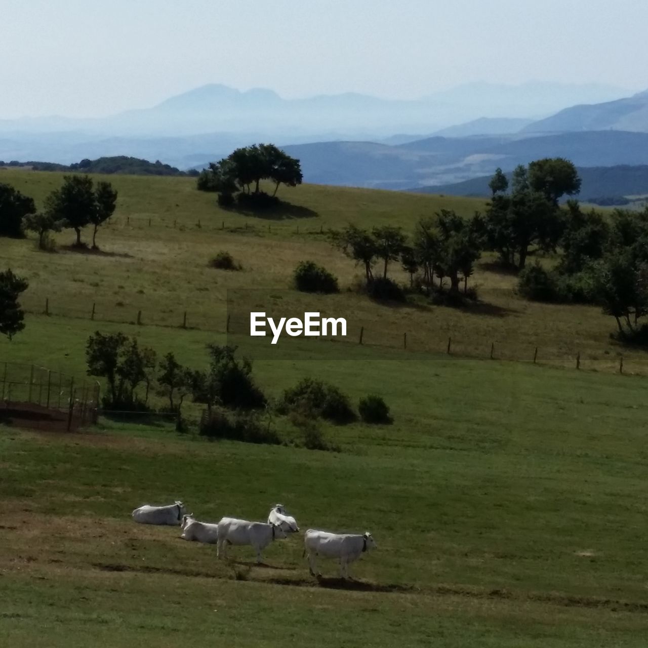 VIEW OF SHEEP ON FIELD