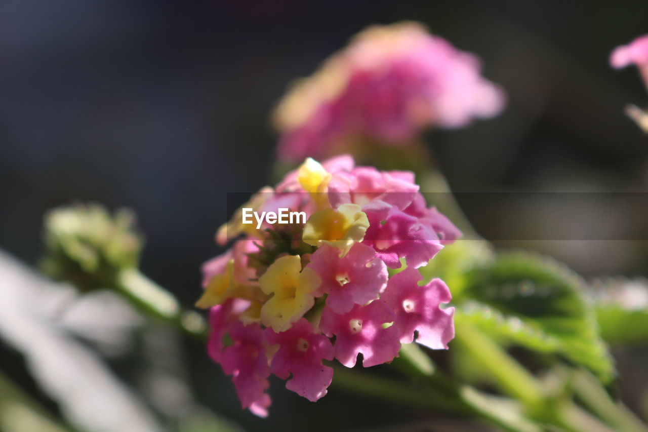 CLOSE-UP OF PINK FLOWERS BLOOMING