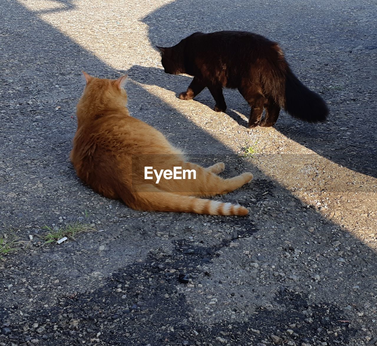 High angle view of 2 cats