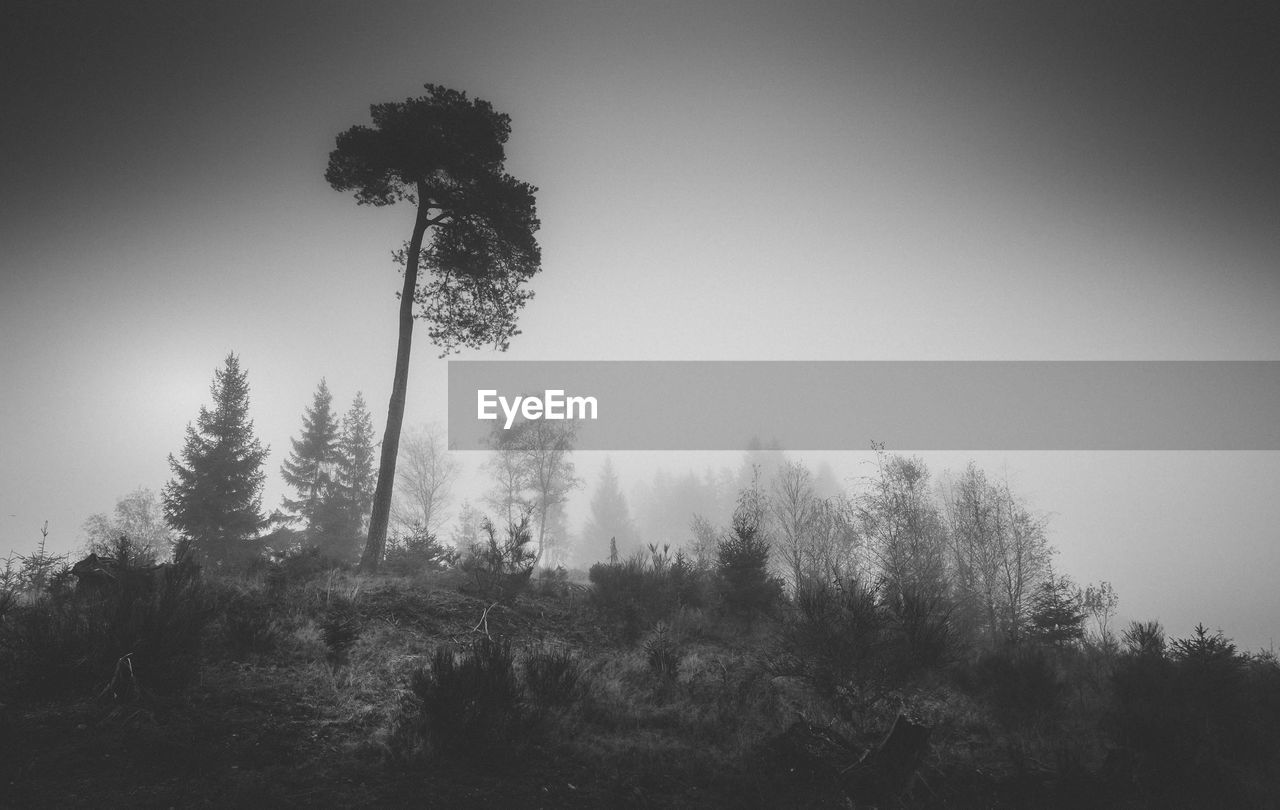 TREES IN FOREST DURING FOGGY WEATHER