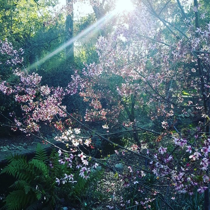 LOW ANGLE VIEW OF TREES