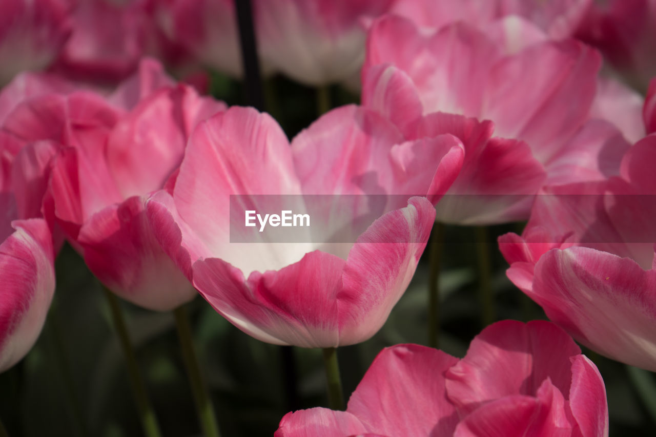 CLOSE-UP OF PINK FLOWERING PLANTS