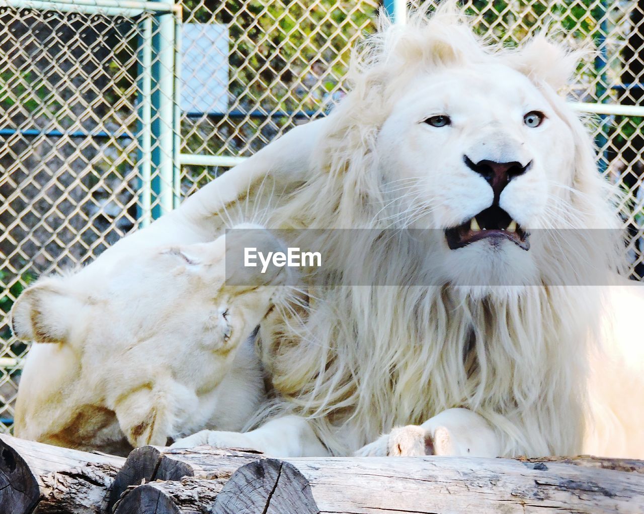 VIEW OF WHITE LION