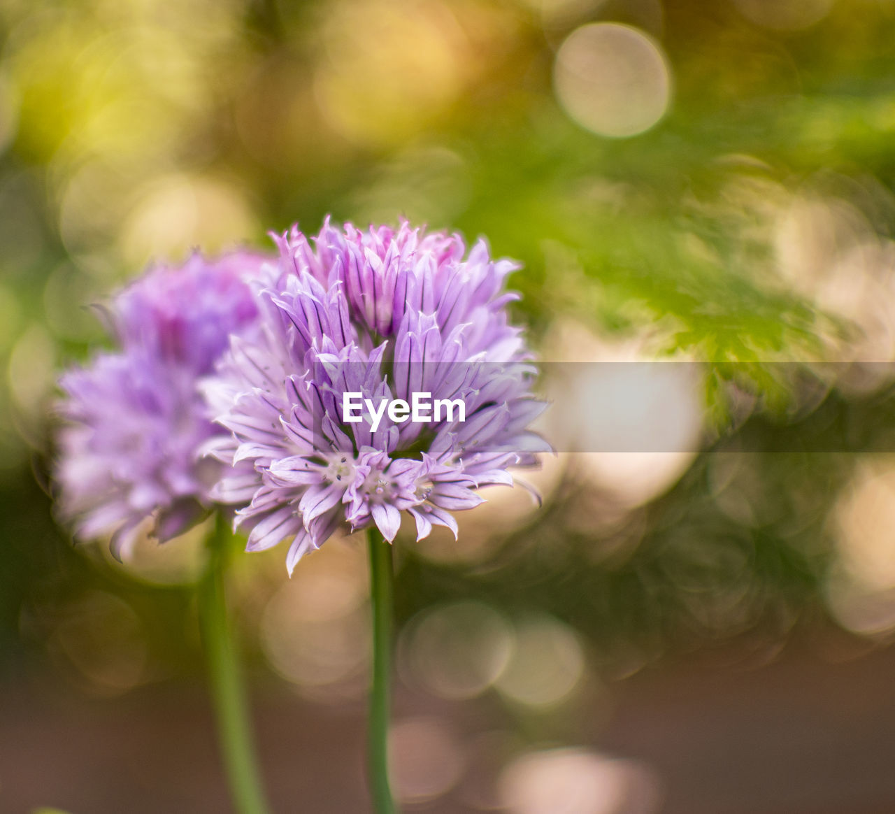 CLOSE-UP OF PINK FLOWERING PLANTS