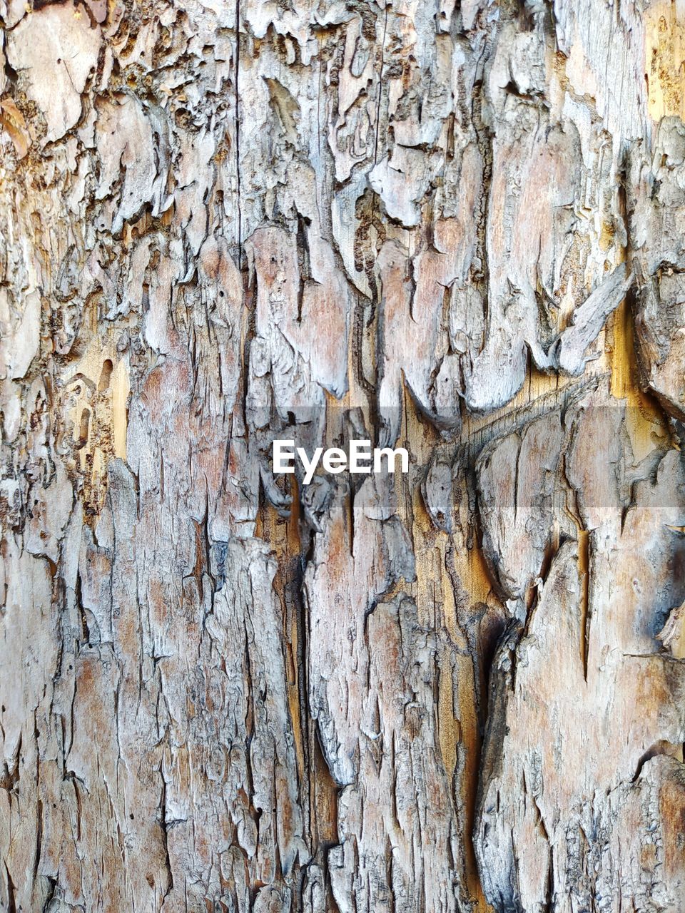 FULL FRAME SHOT OF WEATHERED TREE TRUNK