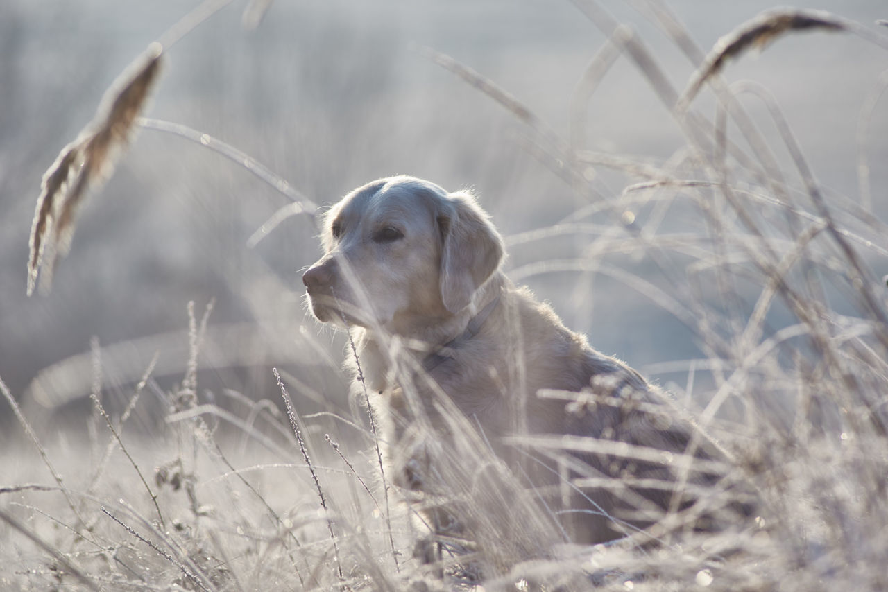 Portrait of dog in grass