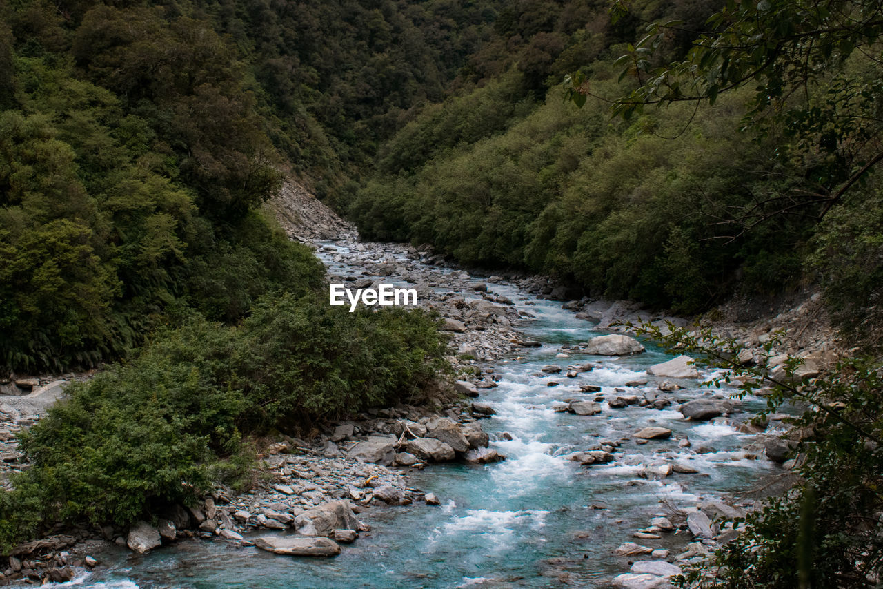 Glacial melt river amidst trees in forest at franz josef glacier