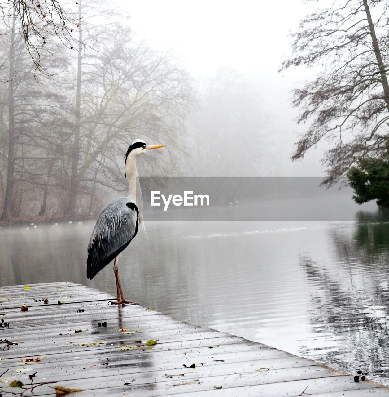 Gray heron perching on pier by lake during foggy weather