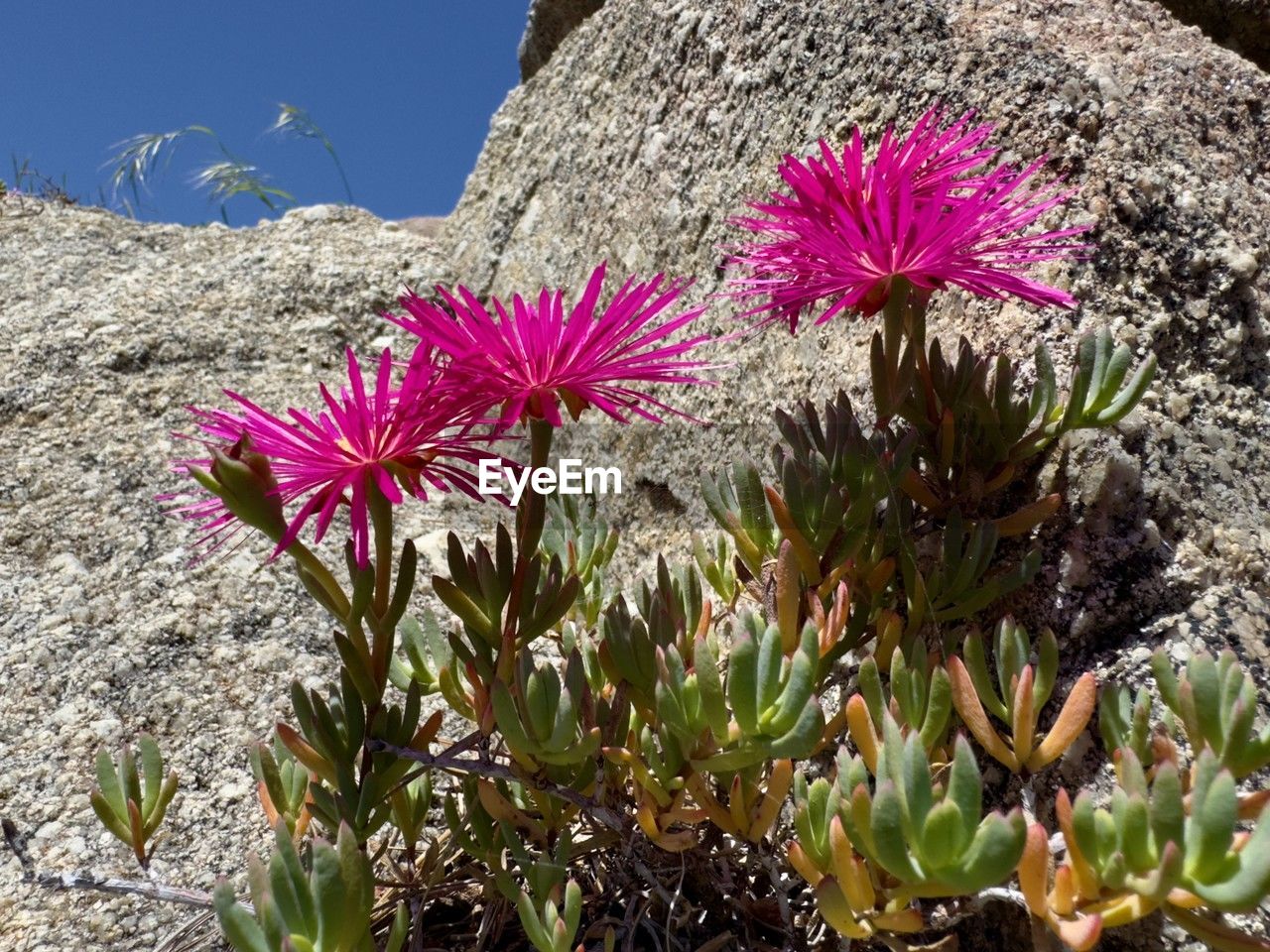 plant, flower, flowering plant, nature, beauty in nature, growth, no people, pink, freshness, sky, day, wildflower, land, close-up, outdoors, sunlight, fragility, inflorescence, flower head, succulent plant, cactus, botany, mountain