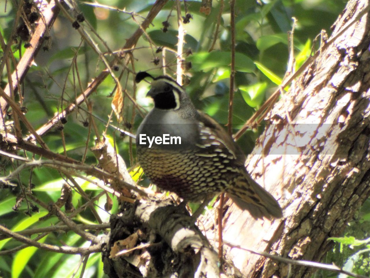 LOW ANGLE VIEW OF BIRDS PERCHING ON TREE