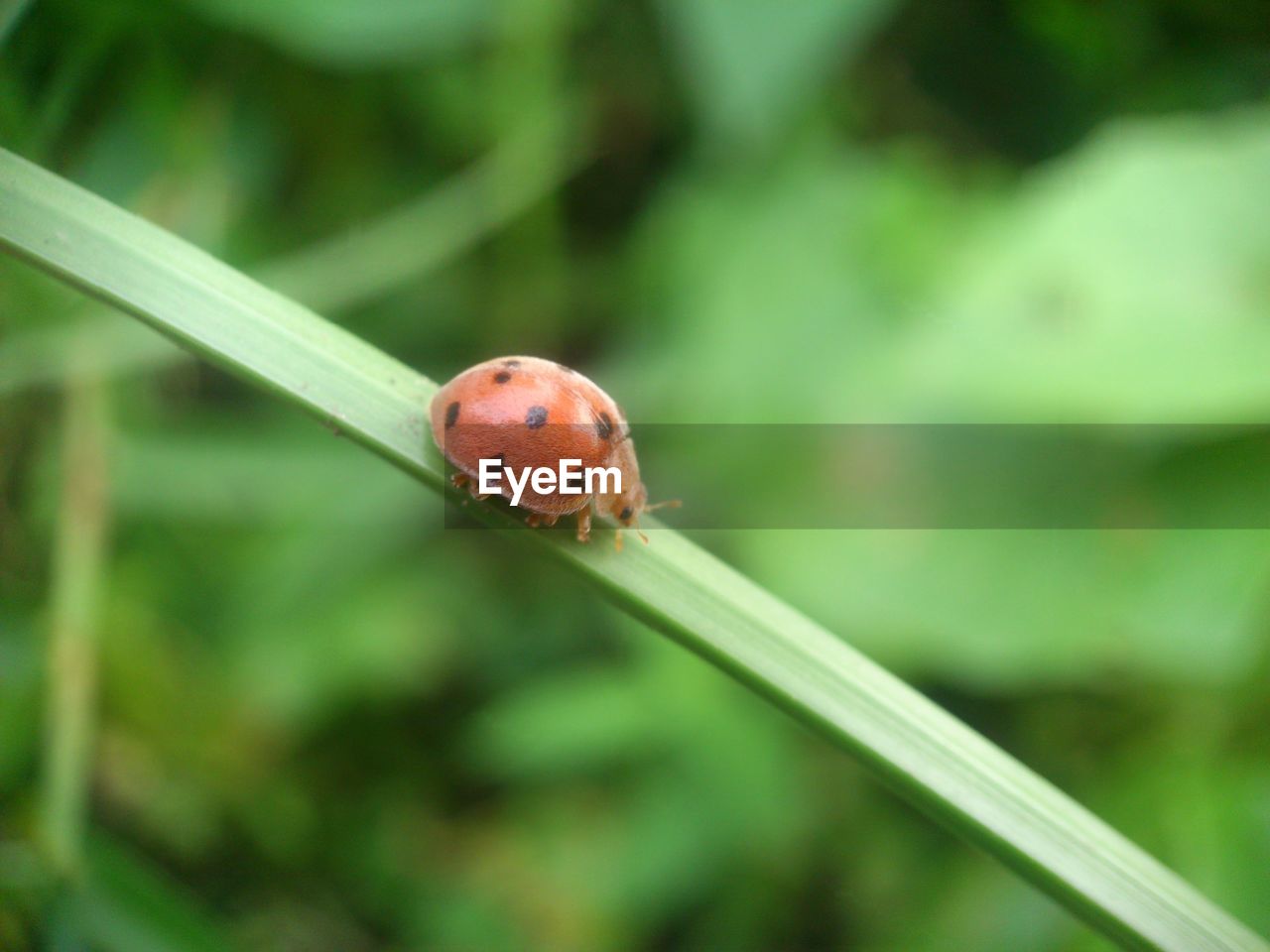 CLOSE-UP OF LADYBUG