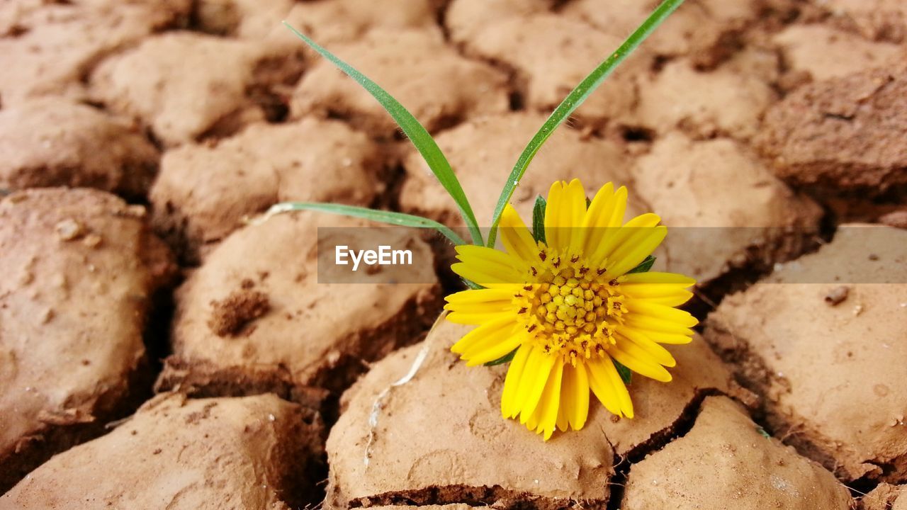 Close-up of yellow flower